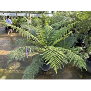  Diksónia antarktická (Dicksonia antarctica) – výška 60-80 cm, Ø 100-120 cm, kont. C20L